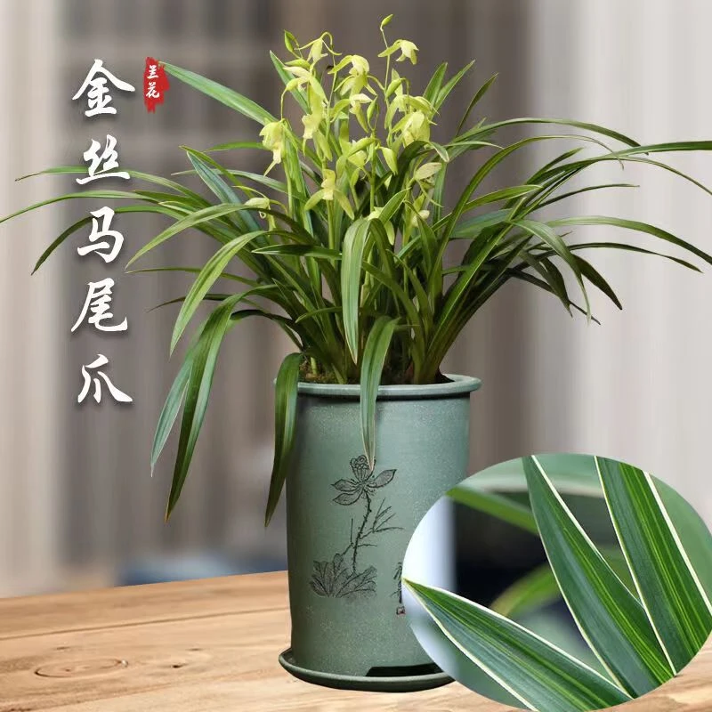 带多花苞兰花金丝马尾爪浓香型四季兰建兰兰花盆栽