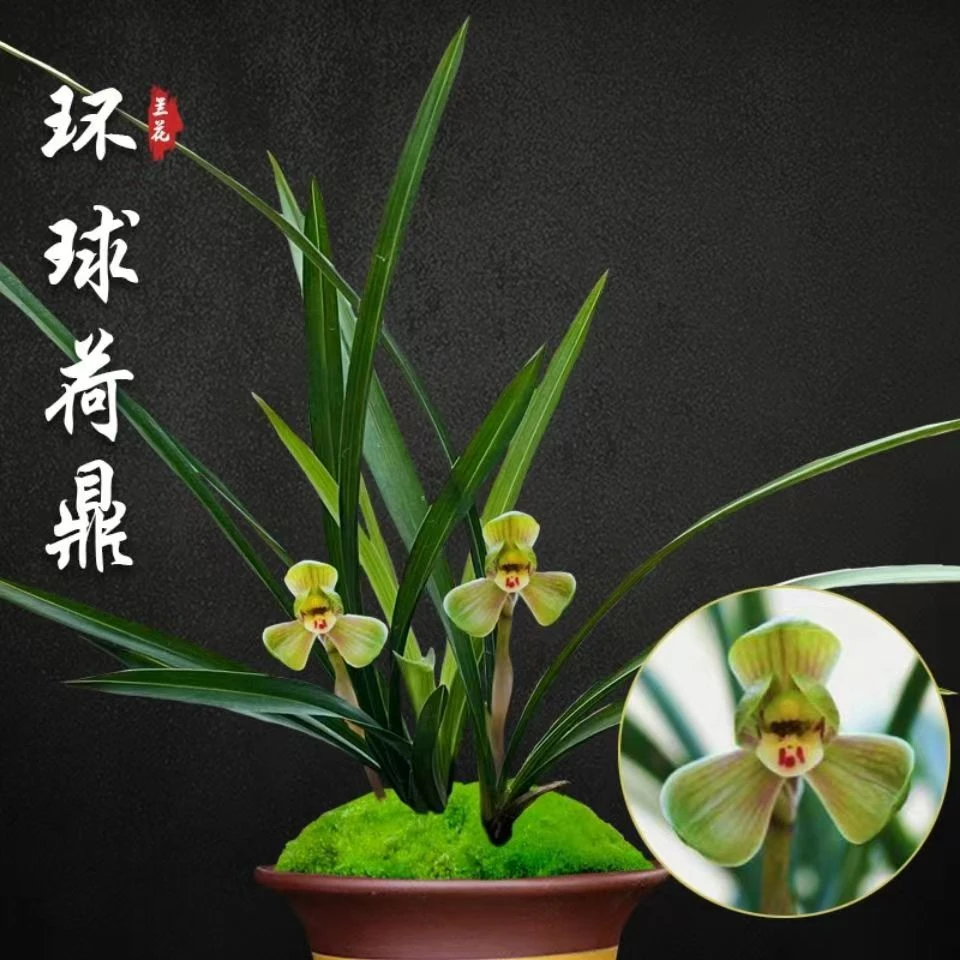 春兰环球荷鼎兰花绿植浓香花卉