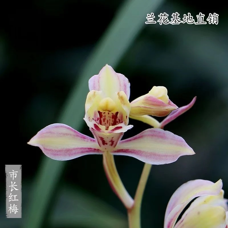 新丰兰花建兰梅瓣铭品市长红梅老种先明艺好养易花易芽