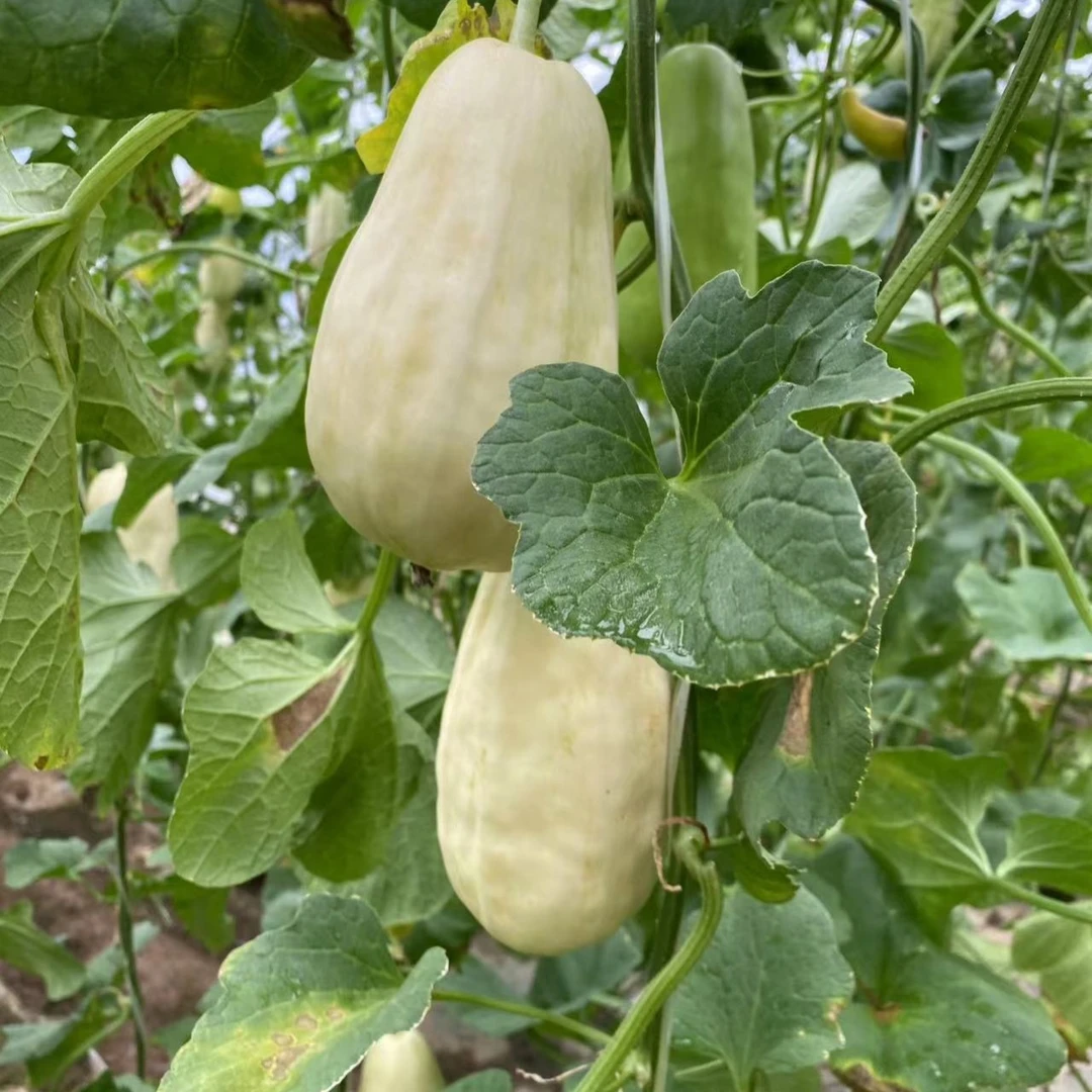 青泽农场-辛口本地老味道甜香白菜瓜净重5斤±2两（熟了泄瓤）