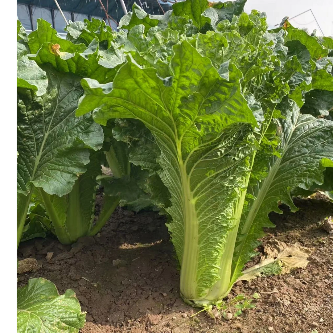 青泽农场-天津本地55天小核桃纹味开锅烂大白菜10斤装