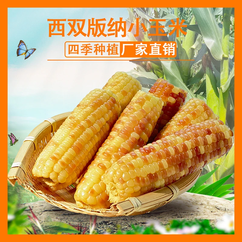 云南西双版纳香糯小玉米新鲜花糯甜糯玉米棒真空开袋即食早餐