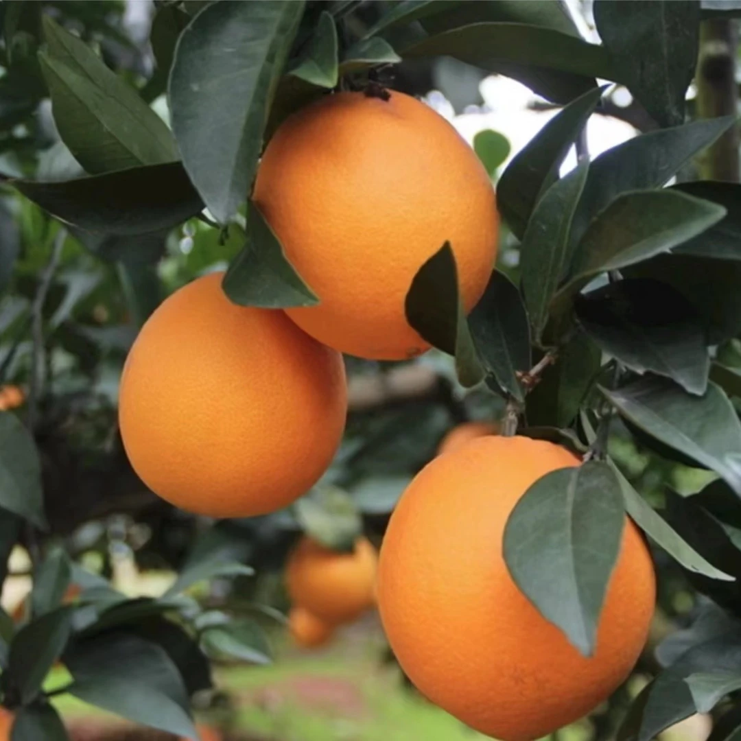 【臻果味抖音严选】精选伦晚鲜果脐橙大果一斤装（约2-3个）