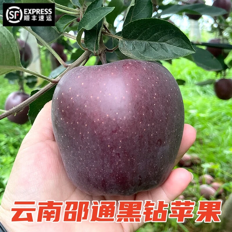 【顺丰】云南黑卡苹果新鲜脆甜黑钻苹果高端稀有自然水果昭通3-9斤