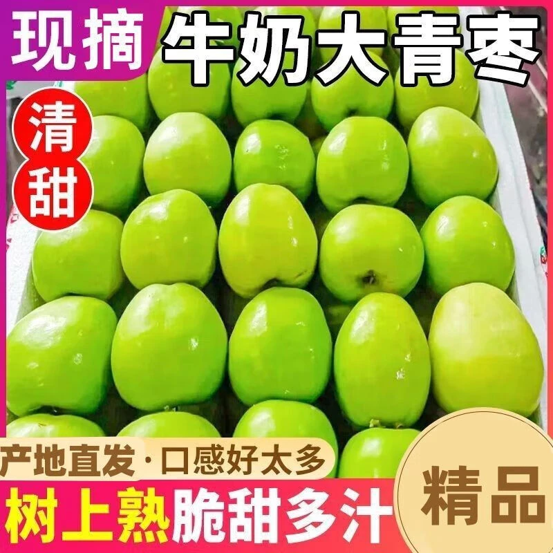 牛奶大青枣奶枣脆甜蜜爽口生态当季新鲜水果包邮香脆美味好吃应季