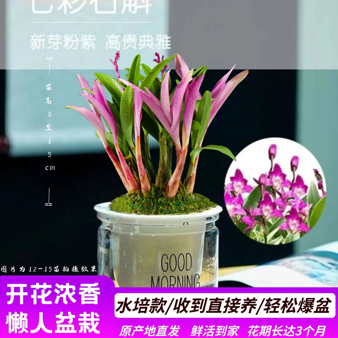 七彩香水石斛兰花土水培绿植开花浓香型优选精致办公室好养易成活