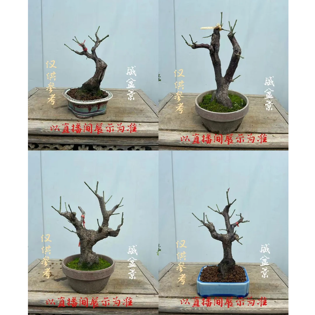 骨里红梅花甲州野梅绿萼梅花玉蝶梅花，直播间链接，一物一拍