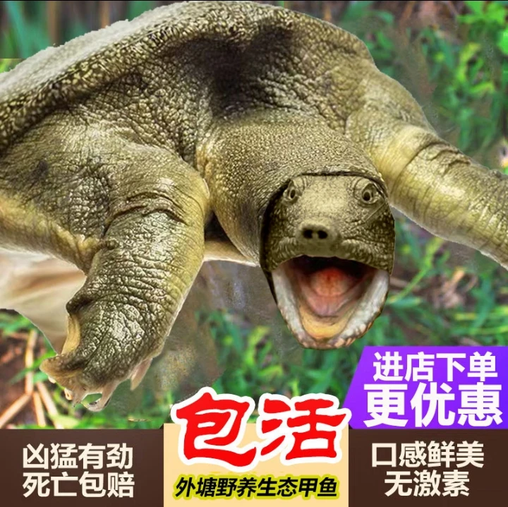 【鲜活大甲鱼】南丰外塘鲜活食用养殖水鱼2-3斤甲鱼包邮