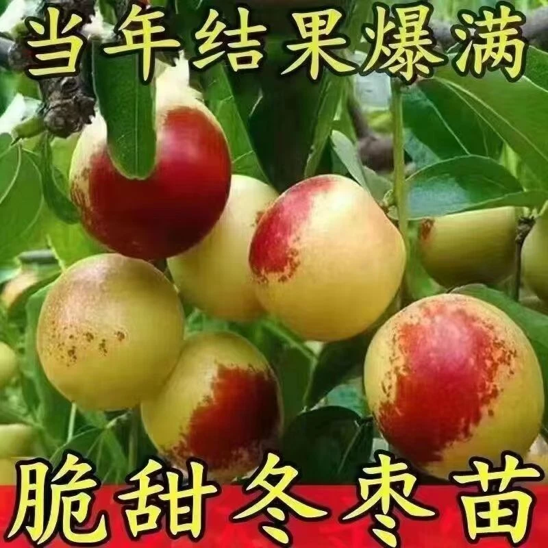 超甜沾化冬枣树苗脆枣矮化盆栽耐寒南北方种植石榴树大树苗