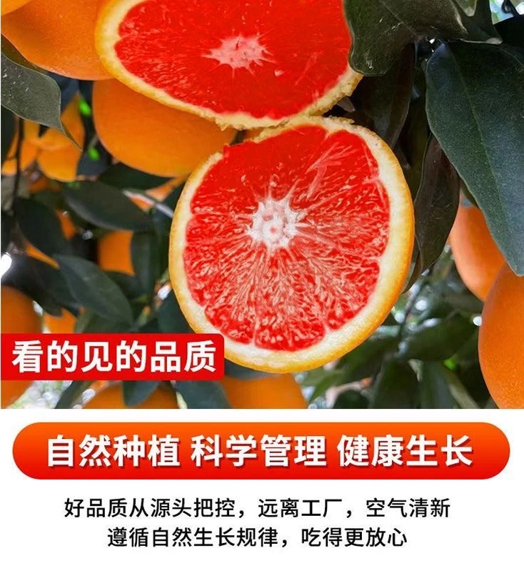 20斤血橙红橙赣南橙子原产地果园直发新鲜采摘果农推荐彩箱装包邮