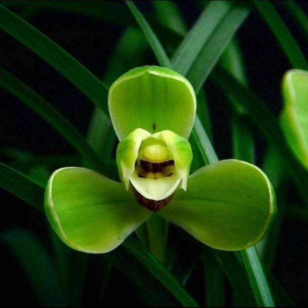 优兰雅香——【老种宋梅】带花包 包对版 四大名品 自然养兰 新手好养