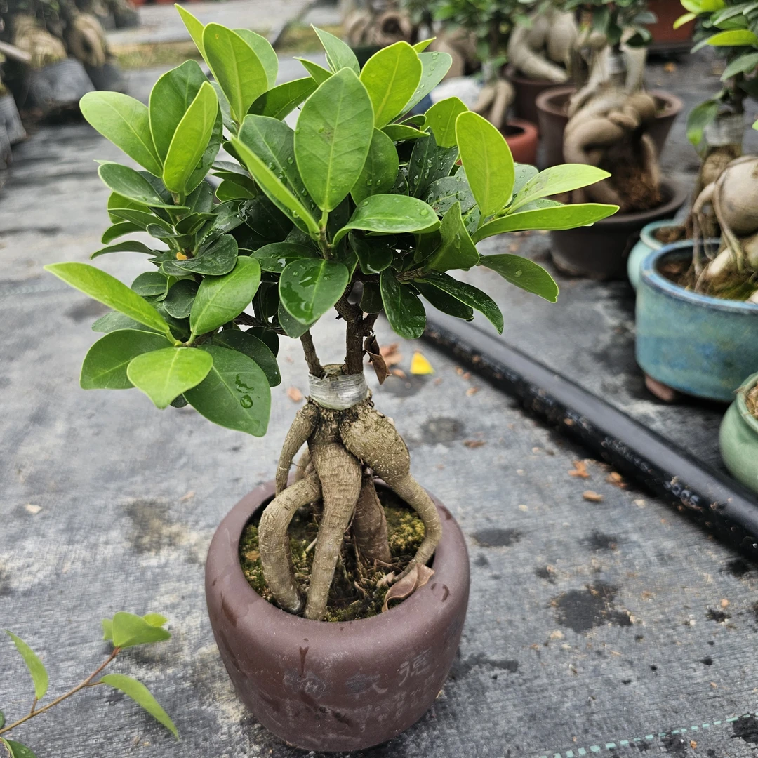 【人参金钱榕】一物一拍人参金钱榕桌台小盆景小叶榕绿植造型