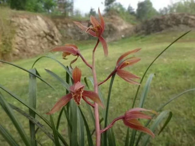 湖北大洪山绿植盆栽花卉