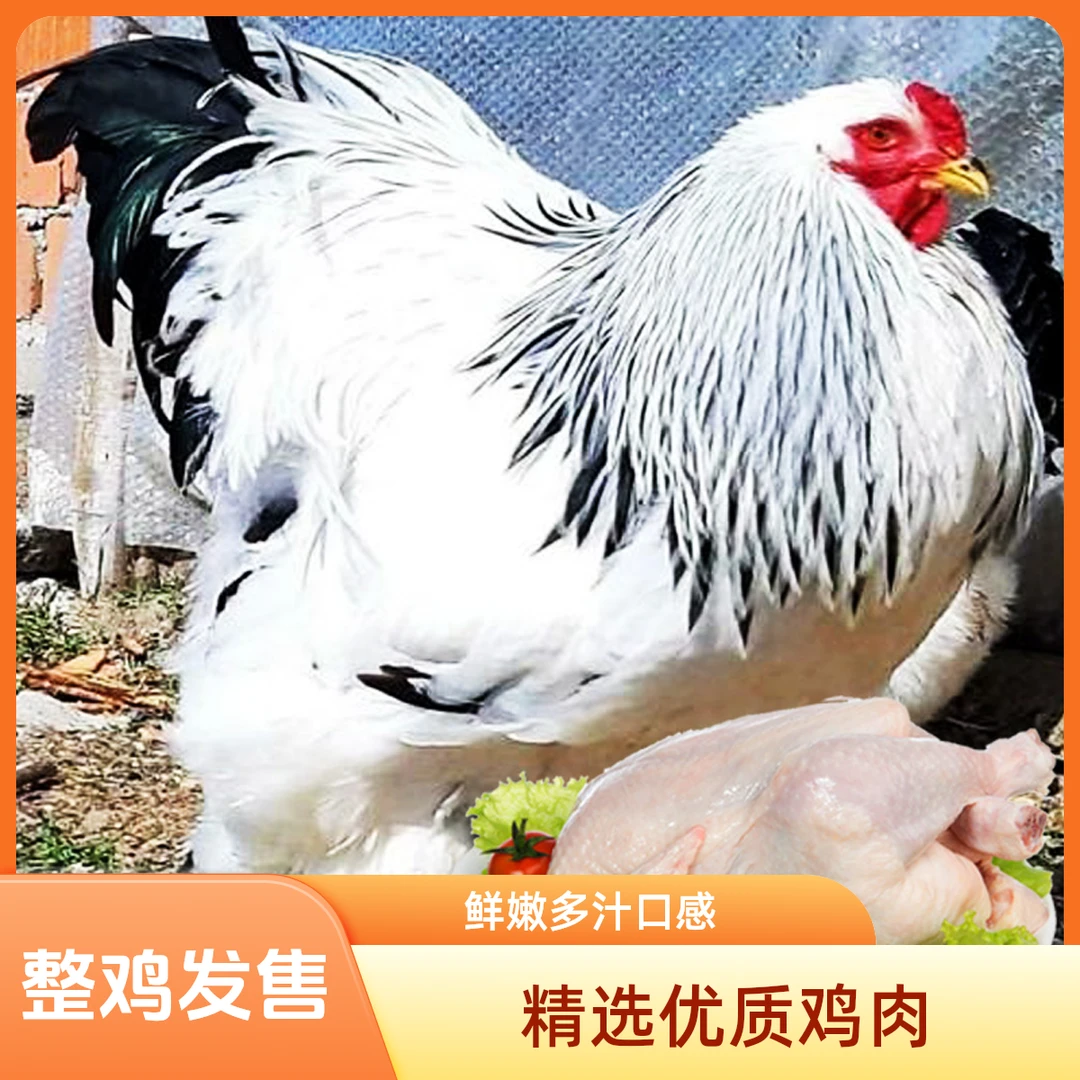 大型婆罗门鸡 整鸡