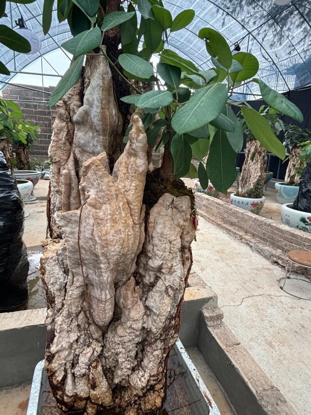 云南百分百自然钟乳石上水石，大榕树景观石盆景