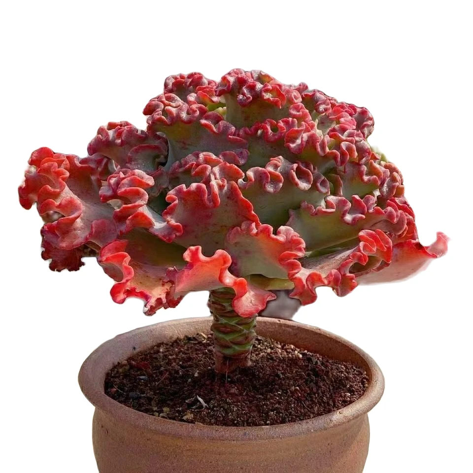 常规款女王花笠，多肉植物，新手耐热耐寒
