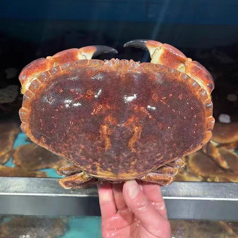 【鲜活】面包蟹600g-700g/只蟹同城配送海鲜