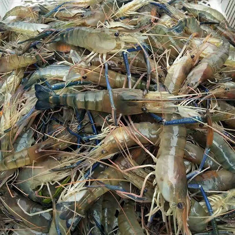 罗氏虾断气（多斤数可选）保鲜不保活，加碎冰发货