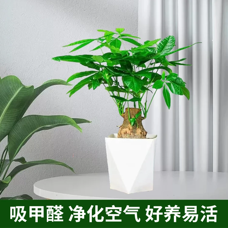 5年老桩粗壮发财树室内绿植水培种植大象腿发财树办公室盆栽基地