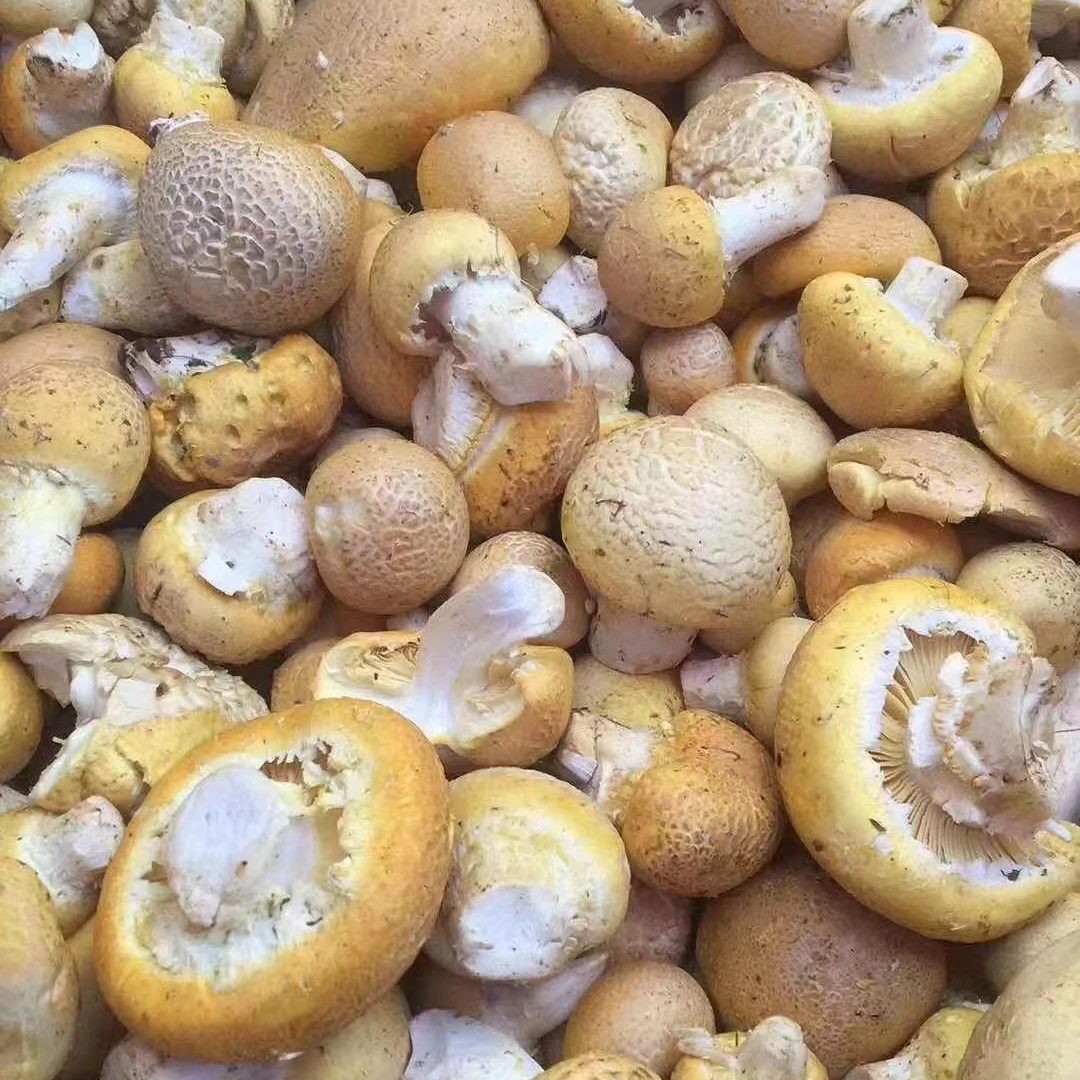 青海祁连草原野生黄蘑菇2025年新晒精品