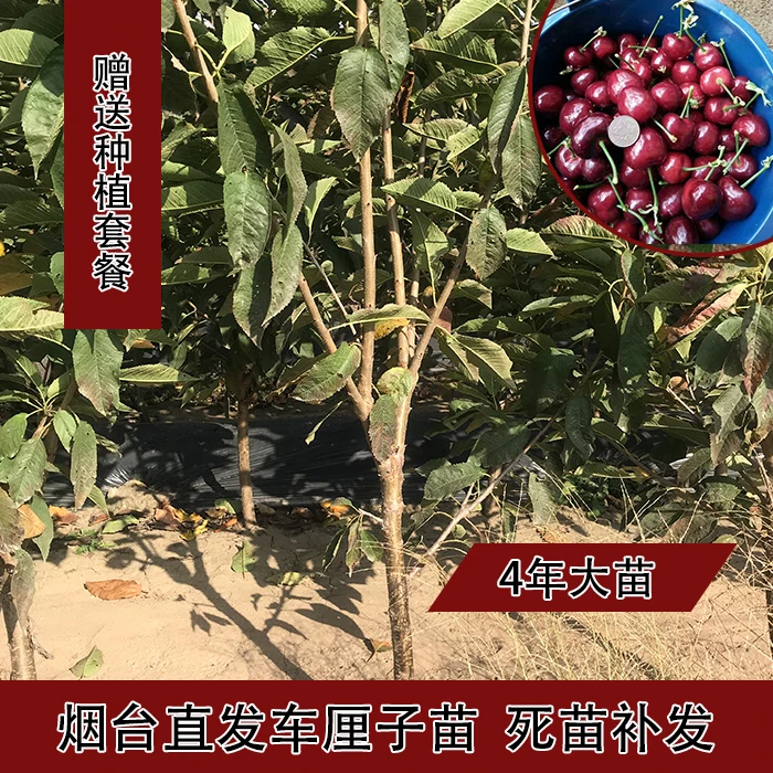 车厘子树苗庭院地栽樱桃树苗易活南北方栽种大樱桃苗樱桃树苗