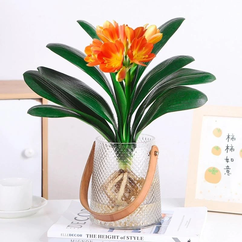 君子兰盆栽水培植物室内好养桌面净化空气绿植花卉四季常青水养苗