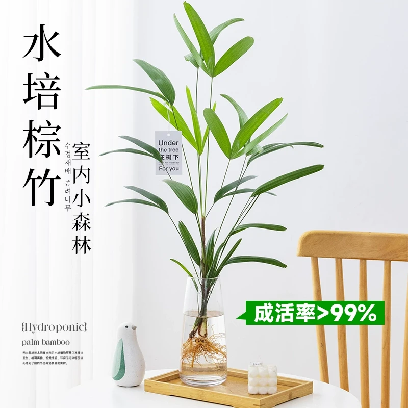 水培植物棕竹室内好养富贵竹水竹无土纯水培桌面高端竹子绿植盆栽
