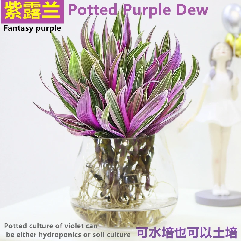 油画婚礼吊兰水培植物室内盆栽办公室桌面绿植花卉紫露兰四季好养
