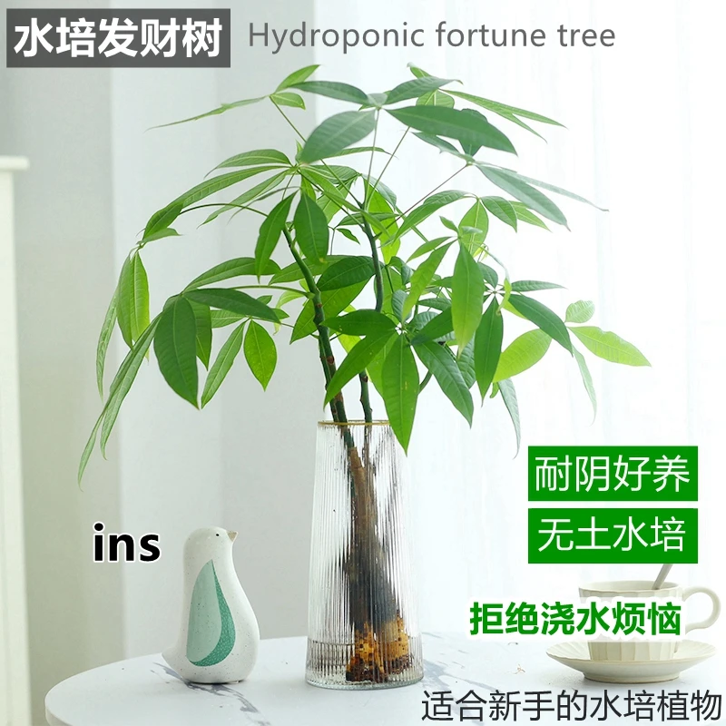 发财树小盆栽室内水培植物客厅好养四季招财树办公室桌面绿植花卉