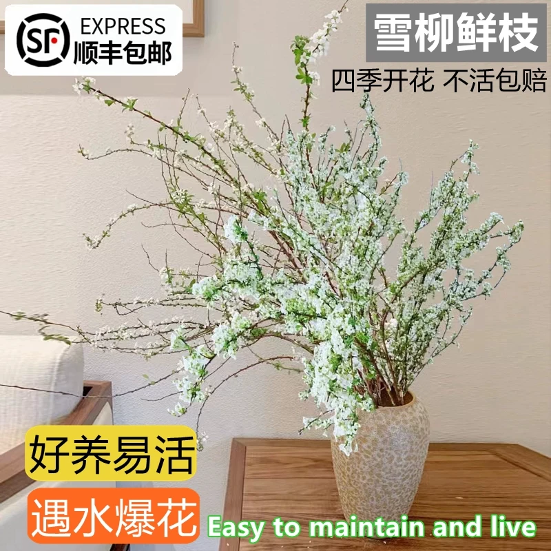雪柳干枝鲜枝水养遇水开花冬季鲜花带芽花瓶干支树苗水培植物真花
