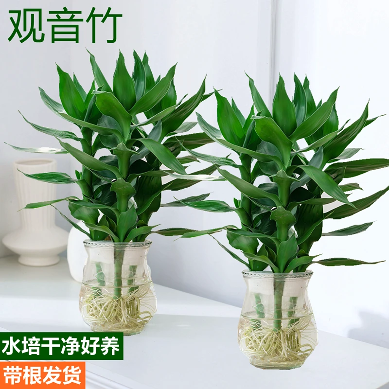 观音竹富贵竹水培植物带根花卉绿植绿萝室内盆栽转运竹带花瓶好养
