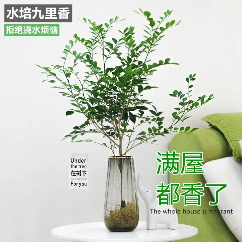 水培植物九里香盆栽茉莉花四季开花桌面驱蚊绿植室内客厅好养花卉