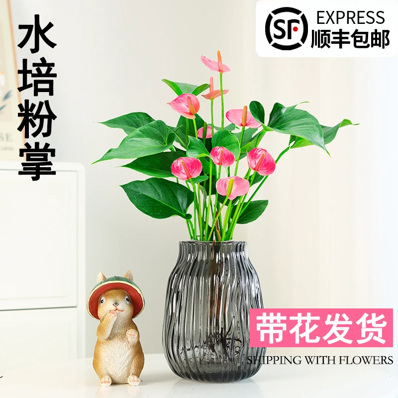 水培植物粉掌盆栽水养红掌鲜花绿植办公室内桌面好养活秋冬开花卉