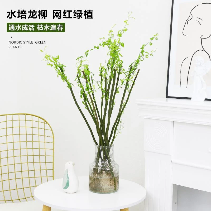 龙柳鲜枝水培植物干枝插花客厅室内桌面盆栽好养花卉水养吊钟绿植