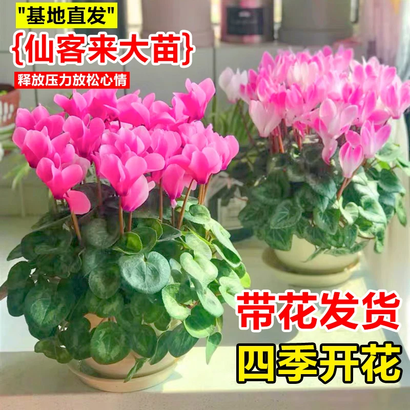 仙客来盆栽带花苞花苗室内客厅阳台重瓣年宵花卉四季开花好养植物