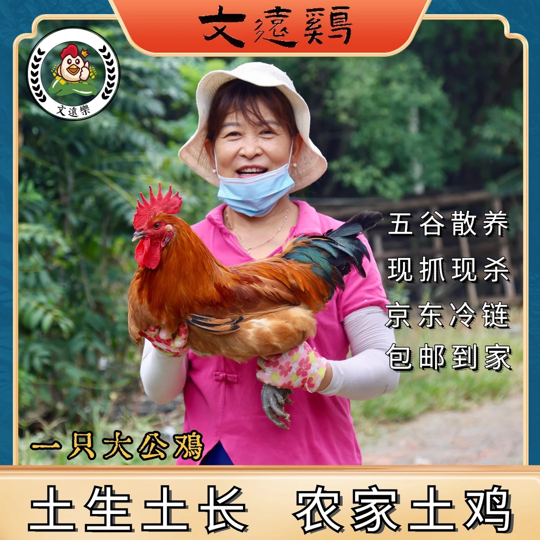 《两年老公鸡》文远乐正宗农家五谷散养大公鸡一只毛重三斤半左右