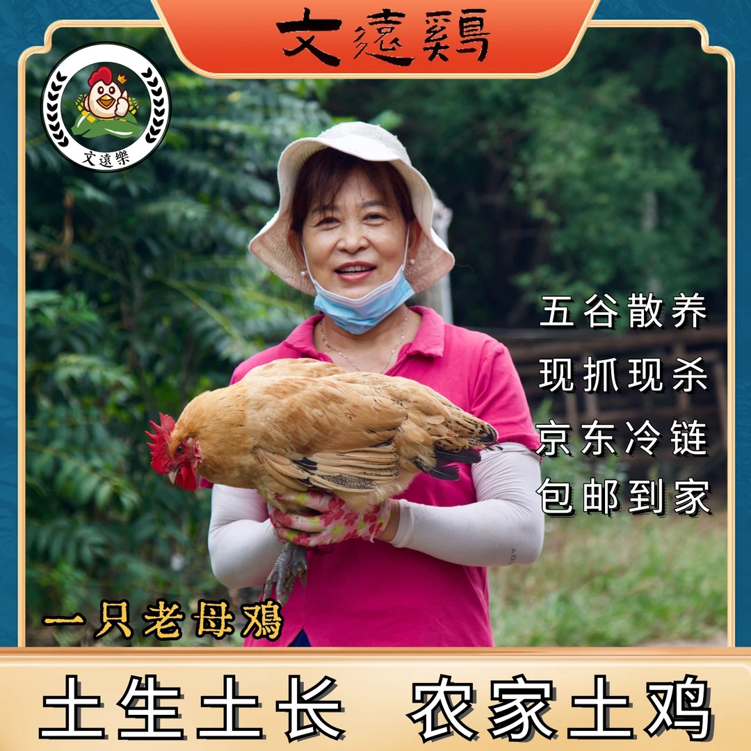《两年老母鸡》文远乐正宗农家五谷散养老母鸡一只毛重3斤左右