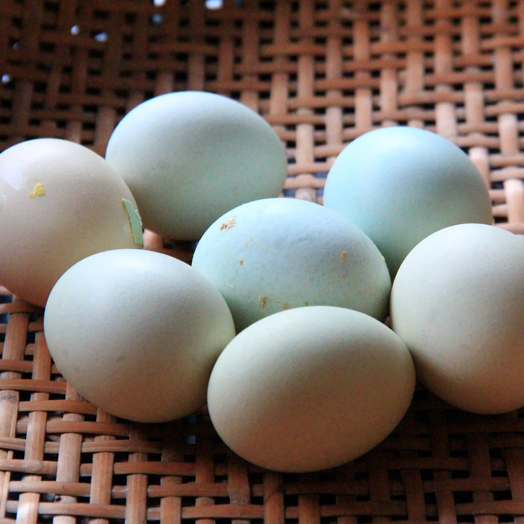 湖南安仁农家散养土鸡蛋 新鲜山地自养笨鸡蛋 天然柴鸡蛋30枚包邮