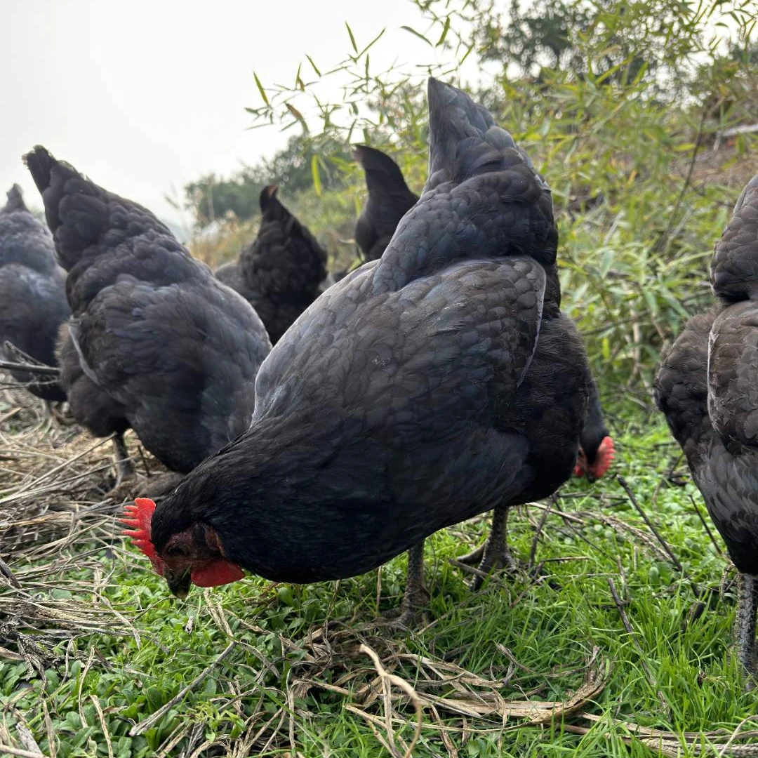 农家土鸡吃天然谷物小虫小草生长3斤左右白切煲汤养殖红烧