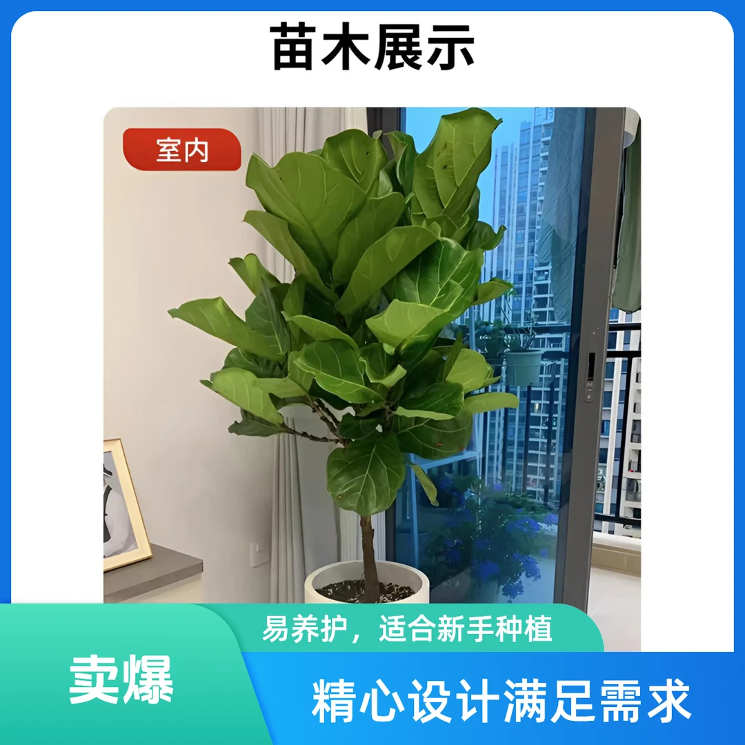 琴叶榕盆栽室内绿植