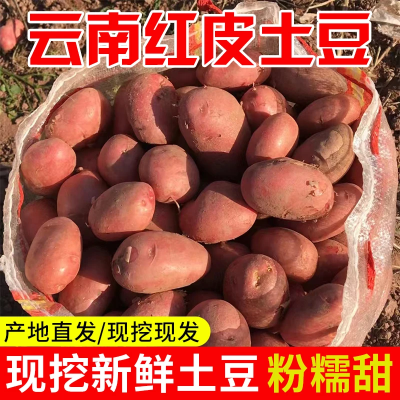 【尝鲜红皮土豆】云南高山现挖洋芋马铃薯鲜甜软糯农家自种红皮黄心