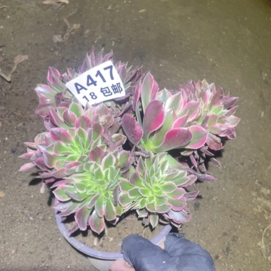 471女神缀法师多肉