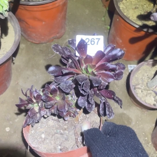 267欧紫小缀法师多肉