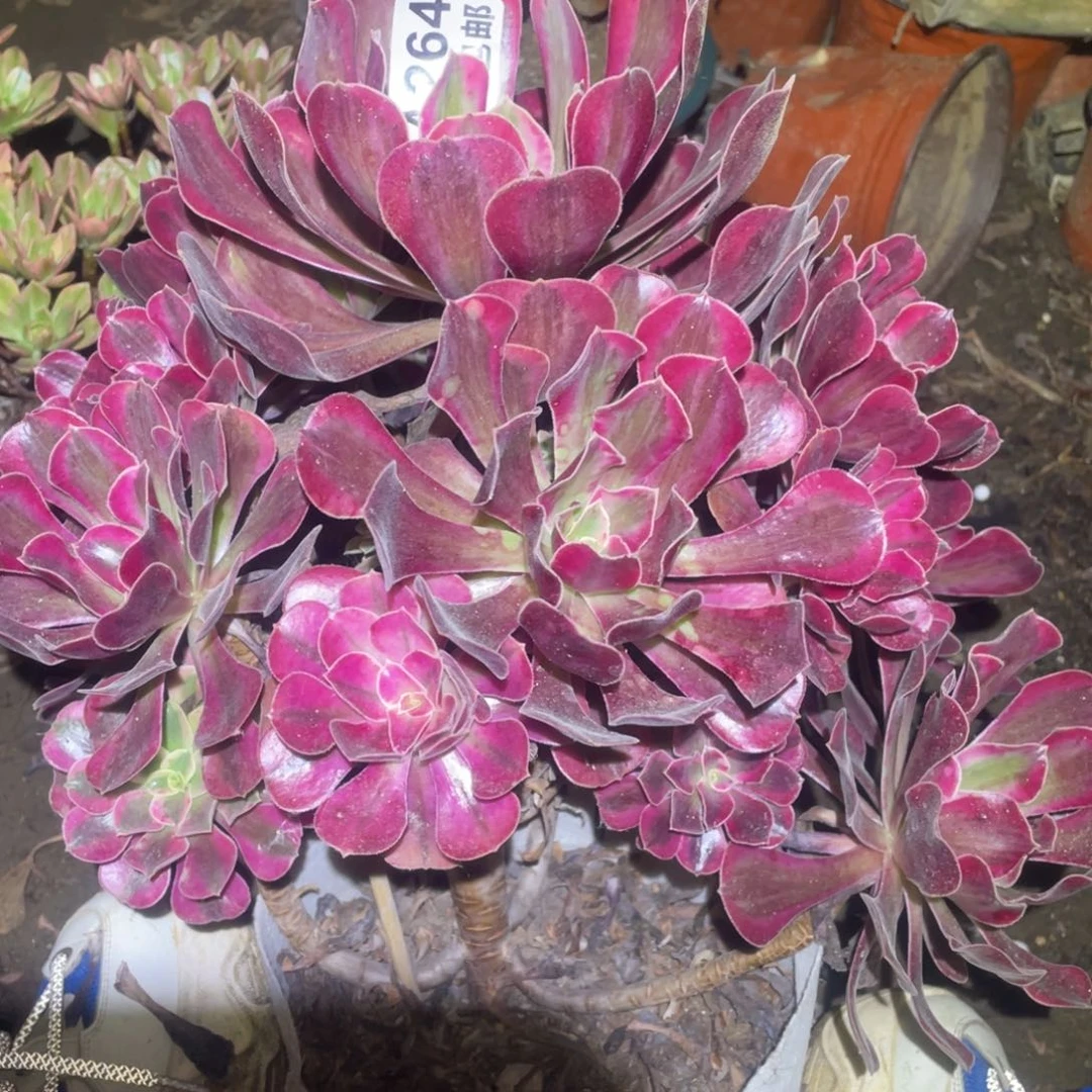 264美杜莎包开箱黑腐