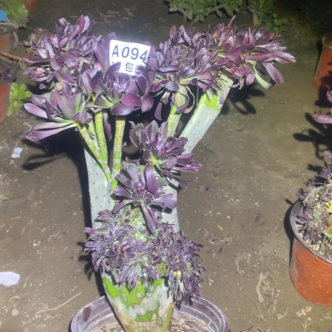 094黑法师缀化包开箱黑腐
