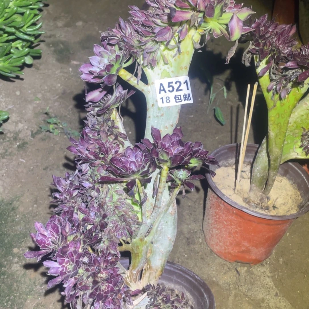 521黑法师缀化包开箱黑腐