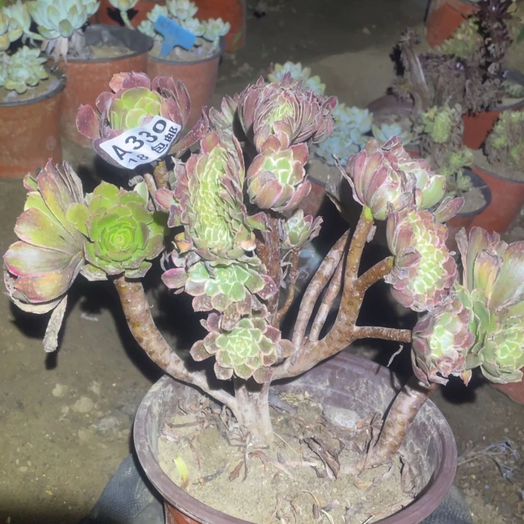 330水墨画缀化阴阳多肉