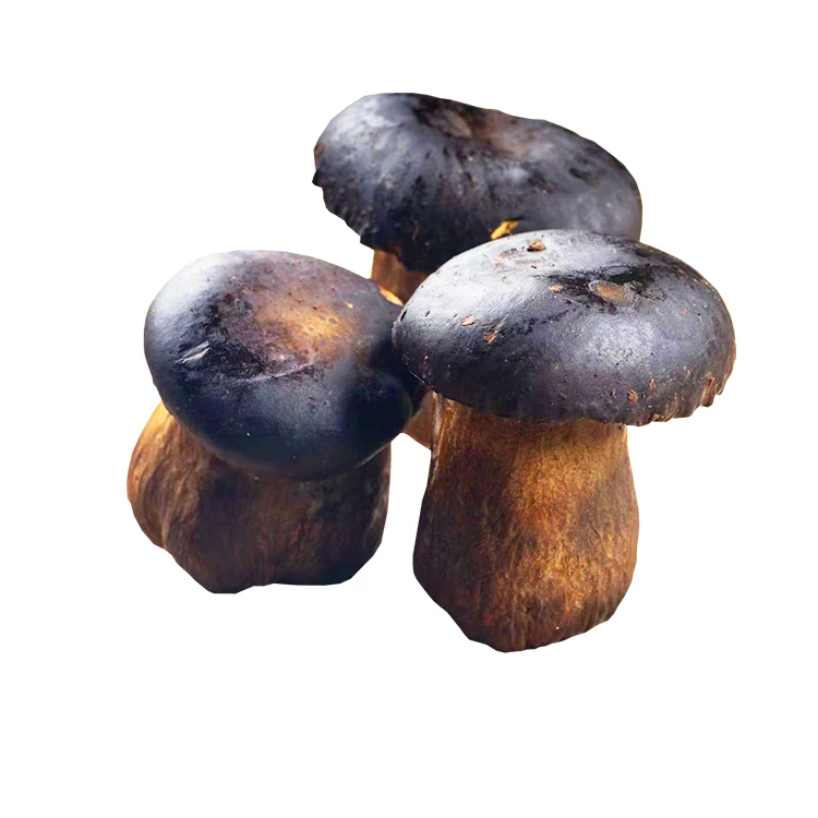 泼水节送礼 精品（鲜菇）云南有机鲜牛肝菌实惠装1kg