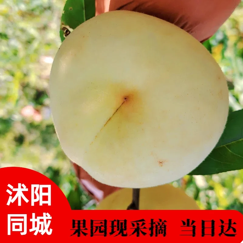 【沭阳同城】果园直发冬桃丑桃映霜红当天新鲜采摘当日送达包邮到家