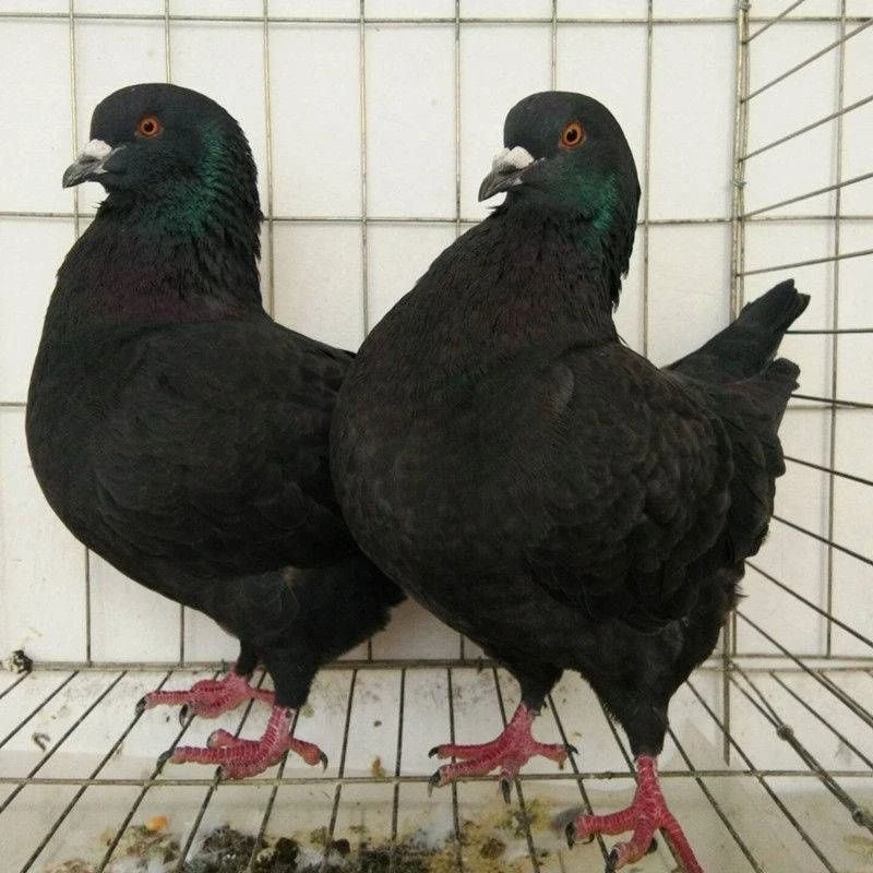 视频同款元宝圆环白色黑色瓦灰色都有 0.0001g